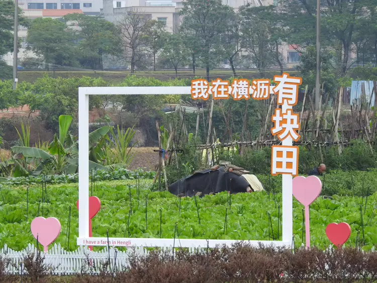 横沥镇乐善心田基地