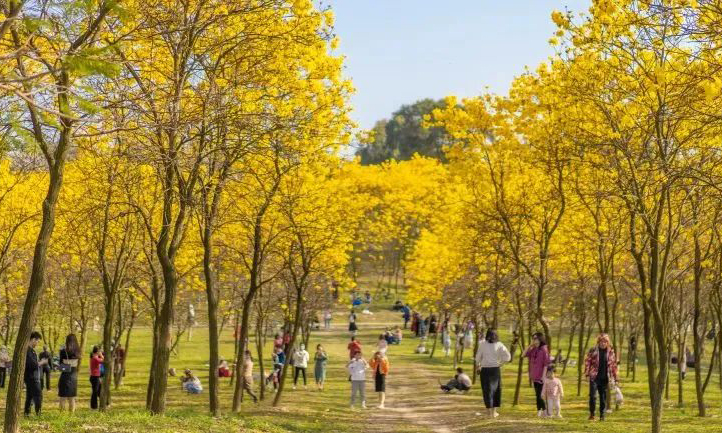 赏花、看哪吒、听演唱会...东莞畅玩攻略出炉→
